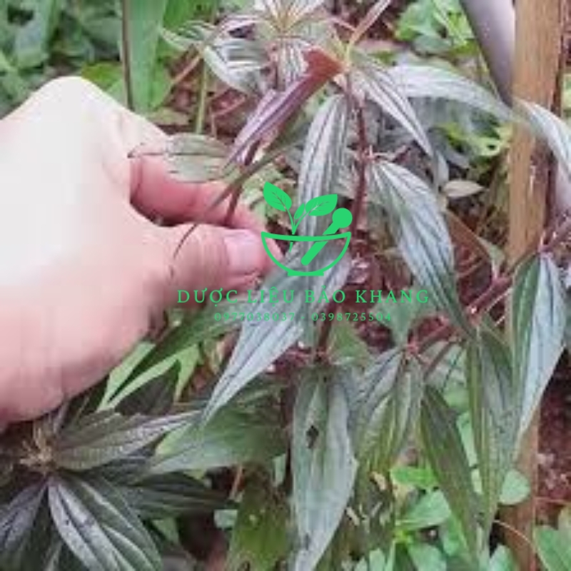 Cây Thuốc Dòi Thân Tím