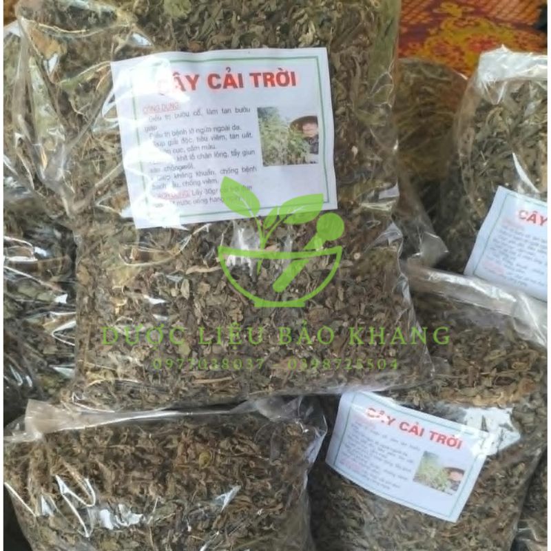 Cây cải trời trị u tuyến giáp