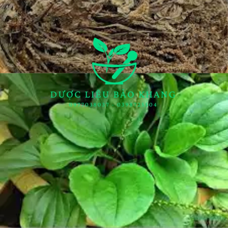 Khám Phá Những Tác Dụng Cây Mã Đề